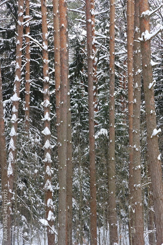 Picturesque winer forest. Fabulous snowy wonderland. Magic beautiful scenic view of pines and spruce trees covered with snow. Cold frosty nature. Wonderful hibernal fairy tale panoramic landscape. photo