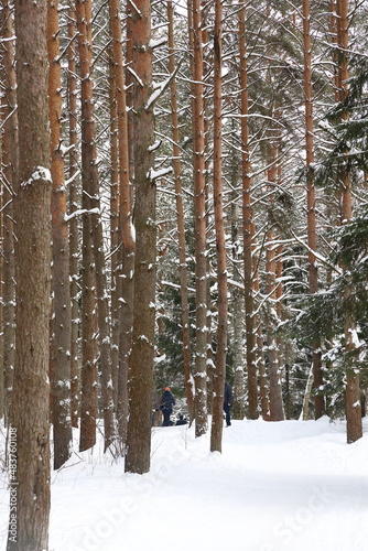 Picturesque winer forest. Fabulous snowy wonderland. Magic beautiful scenic view of pines and spruce trees covered with snow. Cold frosty nature. Wonderful hibernal fairy tale panoramic landscape. photo