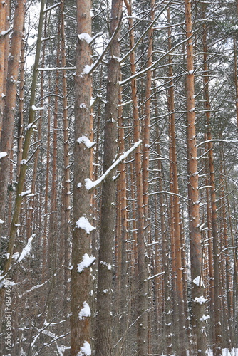 Picturesque winer forest. Fabulous snowy wonderland. Magic beautiful scenic view of pines and spruce trees covered with snow. Cold frosty nature. Wonderful hibernal fairy tale panoramic landscape. photo