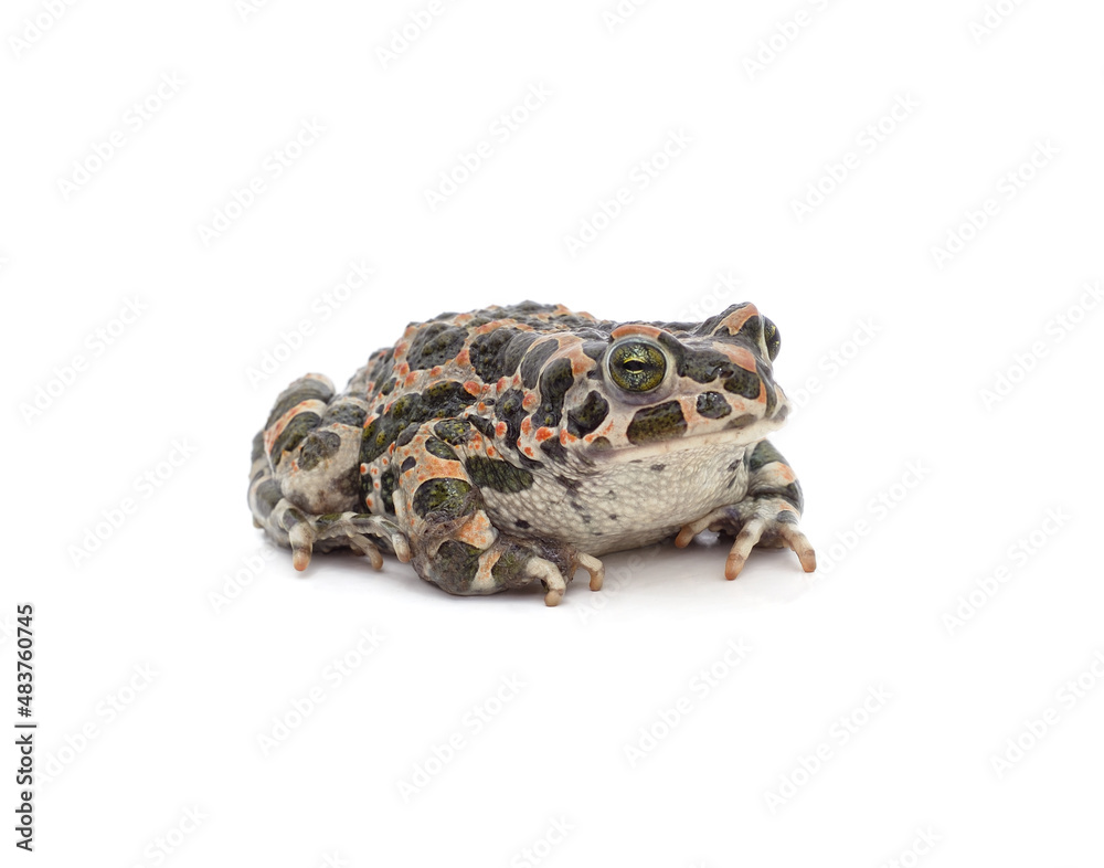 Fototapeta premium One big spotted frog.