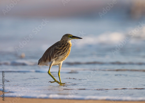Indian pond heron on the beach. Ardeola grayii. The Indian pond heron or paddybird is a small heron.