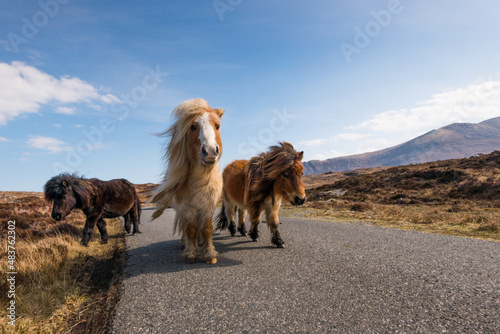 Tableau sur toile Wild horse in the mountains, Shetland Pony on the Isle of Uist, Scotland