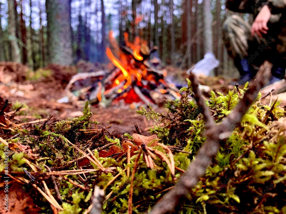 Obraz premium fire in the woods