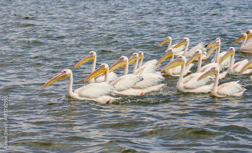 Great White Pelican, Walvis Bay, Namibia