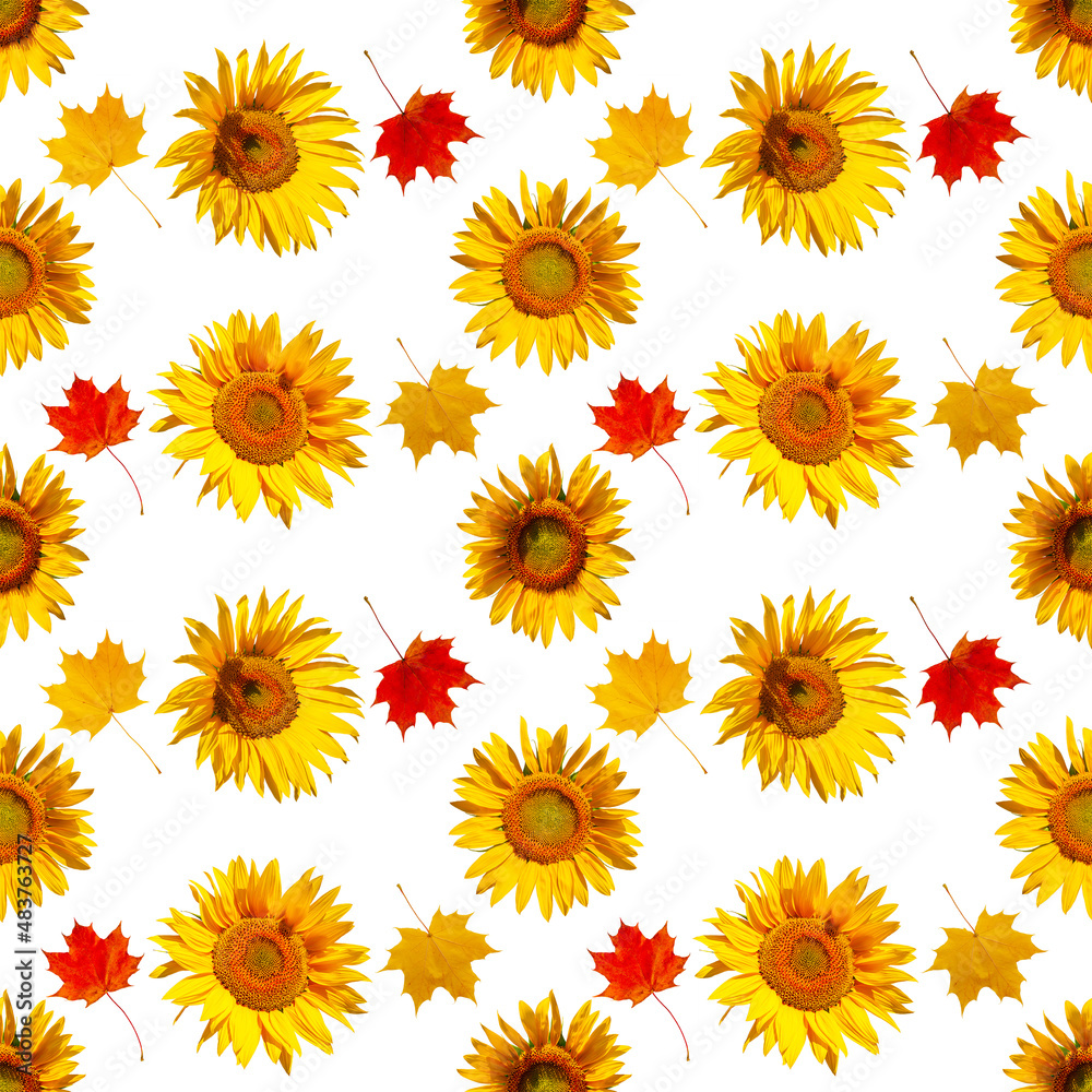 Cheerful autumn pattern of flowers and leaves. Seamless pattern of sunflower flowers and maple leaves, isolated on white. Cheerful autumn pattern of flowers and leaves. Seamless pattern of sunflower flowers and maple leaves, isolated on white.