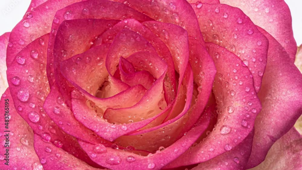 Pretty pink rose flower with dewdrops close up. Beautiful flower background with soft light effect. Wedding backdrop, Valentine's Day, Mother's day, Easter concept. Pretty pink rose flower with dewdrops close up. Beautiful flower background with soft light effect. Wedding backdrop, Valentine's Day, Mother's day, Easter concept.