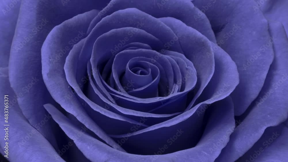 Amazing violet rose opening on black background, close-up. Trend colour 2022- very peri. Womans Day, Mothers Day concept. Holiday, love, birthday design backdrop. Amazing violet rose opening on black background, close-up. Trend colour 2022- very peri. Womans Day, Mothers Day concept. Holiday, love, birthday design backdrop.