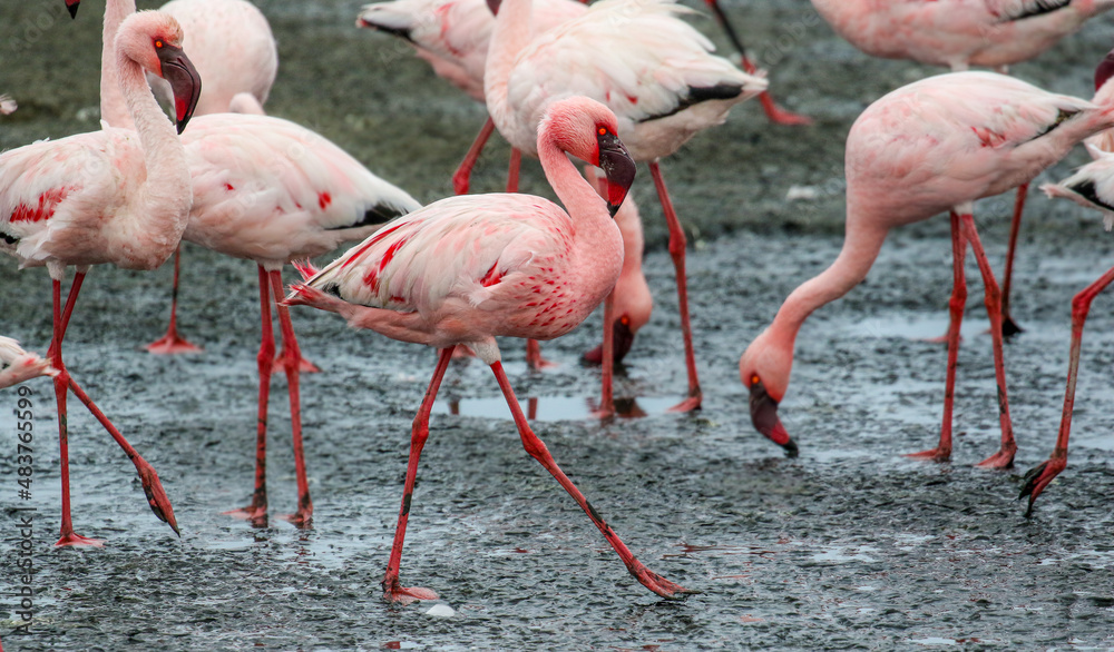 Lesser Flamingo, Walvis Bay, Namibia