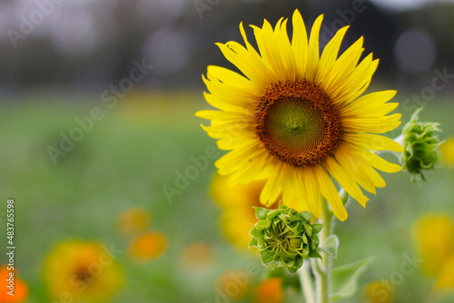 The Sunflower is blooming in the warm summer . 