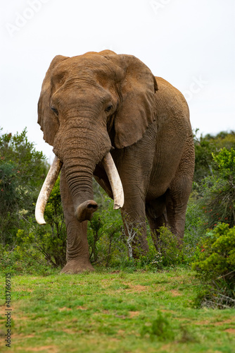 A lone elephant Bull in the Addo Elephant National Park in the Eastern Cape Province   South Africa. Isolated elephant with tusks.