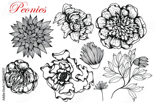 Peonies. Set.Flowers Black White Sketch White Background Isolated hand drawn vector stock illustration. Engraving for Food Medical Cosmetic Packaging and Labels