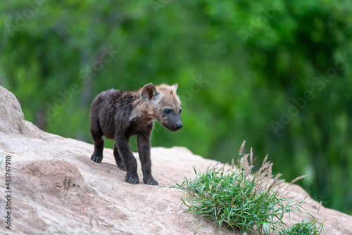 Canvas-taulu A hyena pup at the den in the Kruger National Park, South Africa