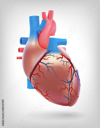 The illustration shows the arteries of the human heart, used in medicine and education. photo