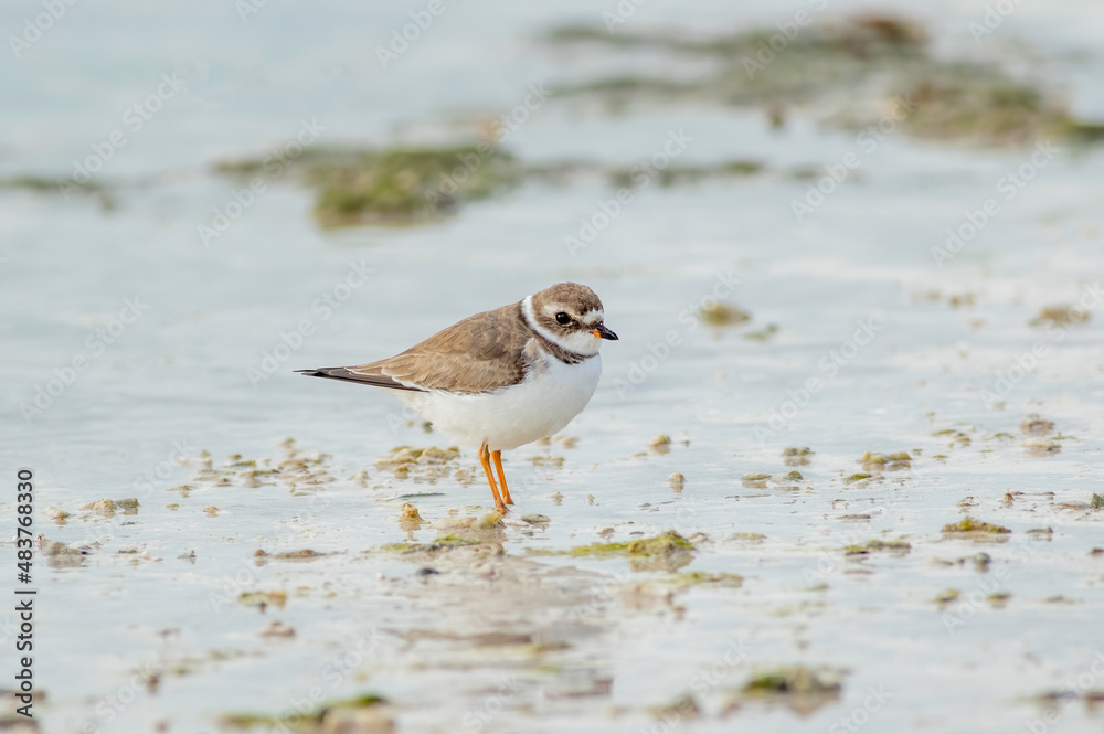 Semipalmated Plover hunts for food Semipalmated Plover hunts for food
