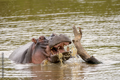 Hippopotamus in water.Hippo in water.