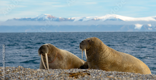 Two walrus on a beach. Walrus with blue background. Walrus with mountains taken in Svalbard, the Arctic.