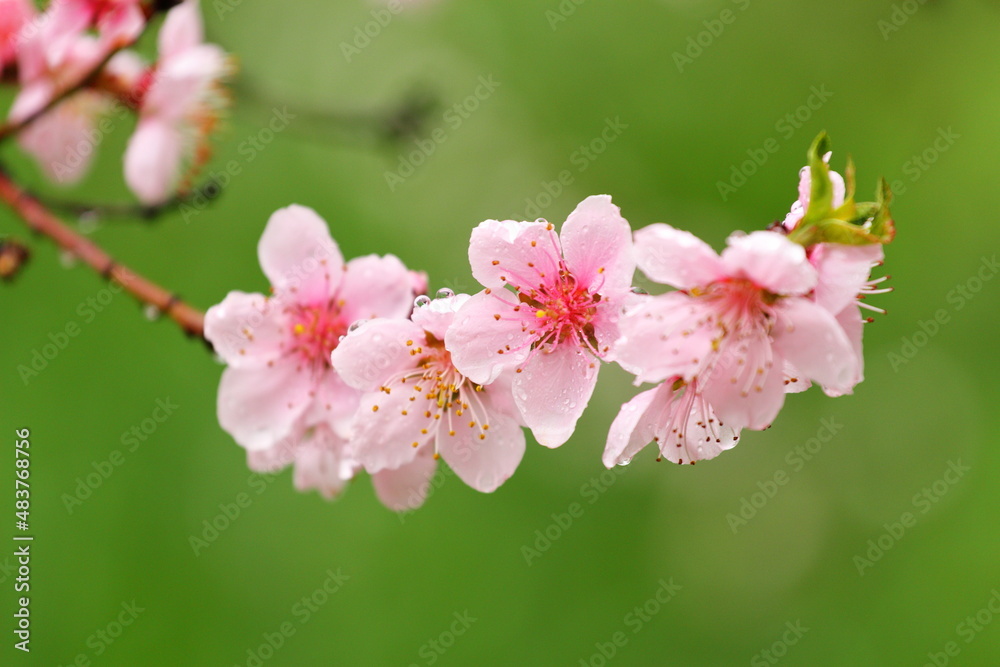 peach blossoms pink after rain with water drops on a blurry green background peach blossoms pink after rain with water drops on a blurry green background