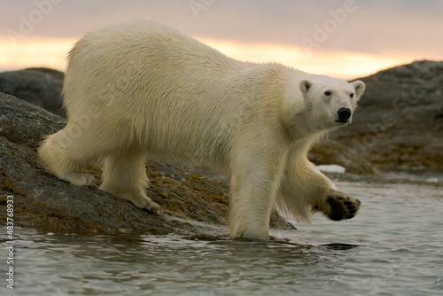 A polar bear in Svalbard.Polar bear entering water.