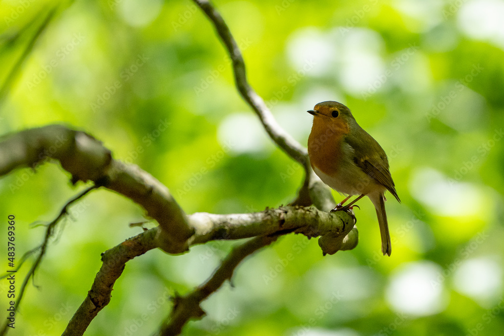 Rotkehlchen im Wald Rotkehlchen im Wald