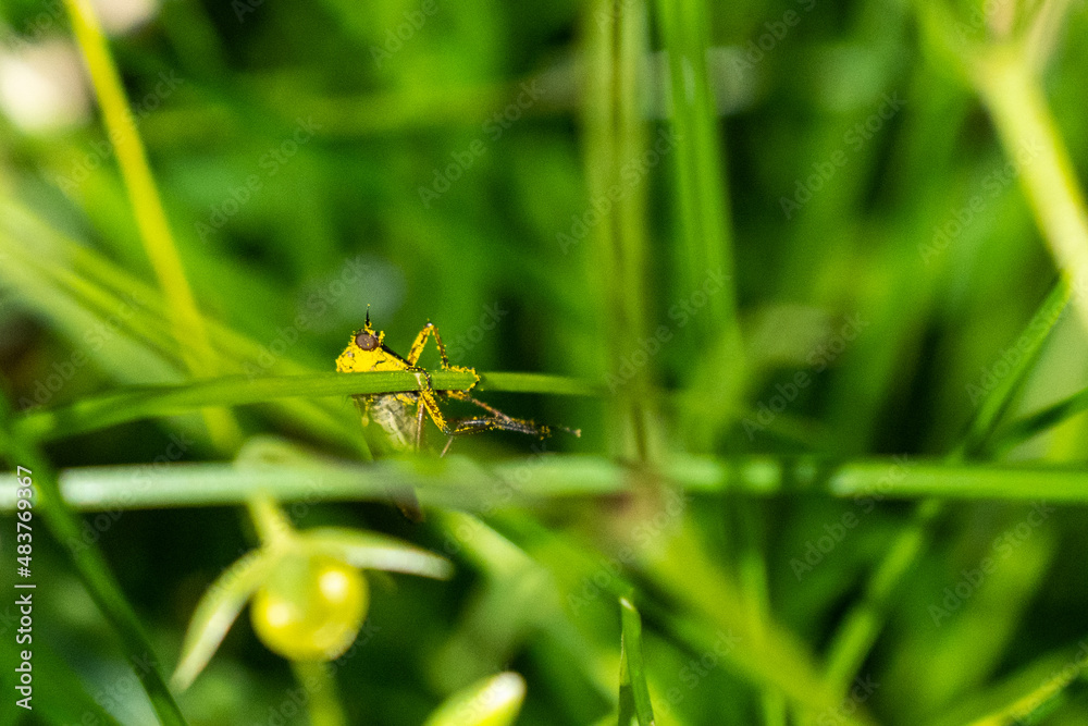 Insekt im hohen Gras