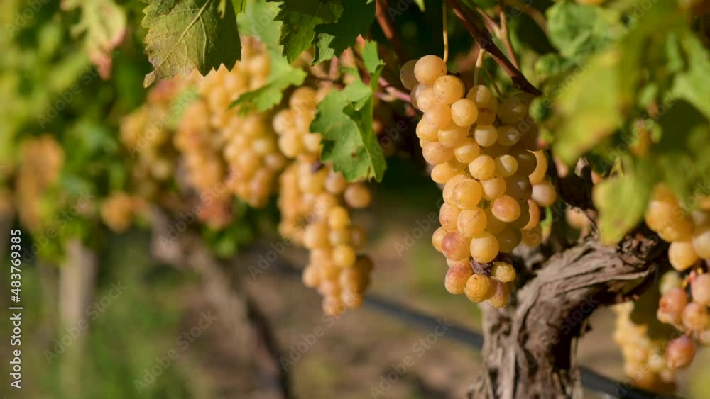 Clusters of ripe grapes in Tuscany vineyard, Italy. Grapes on the vine for making red or white wine. Grape harvest in Italy. Clusters of ripe grapes in Tuscany vineyard, Italy. Grapes on the vine for making red or white wine. Grape harvest in Italy.
