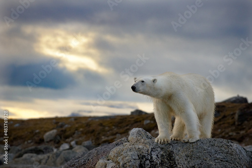 A polar bear climbs onto a rocky outcrop and stares over his kimgdom in Svalbar in the Arctic