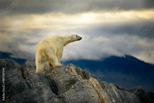 A polar bear climbs onto a rocky outcrop and stares over his kimgdom in Svalbar in the Arctic photo