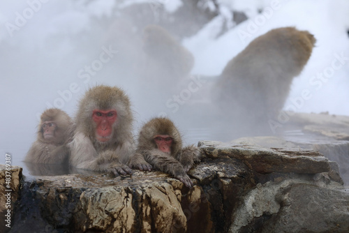 SNOW MONKEY