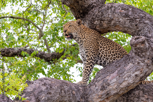 A leopard sits in a tree. A leopard resting in a tree.