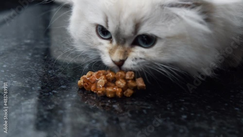 Wonderful white cat eating food on the table, enjoying food deliciously at home.