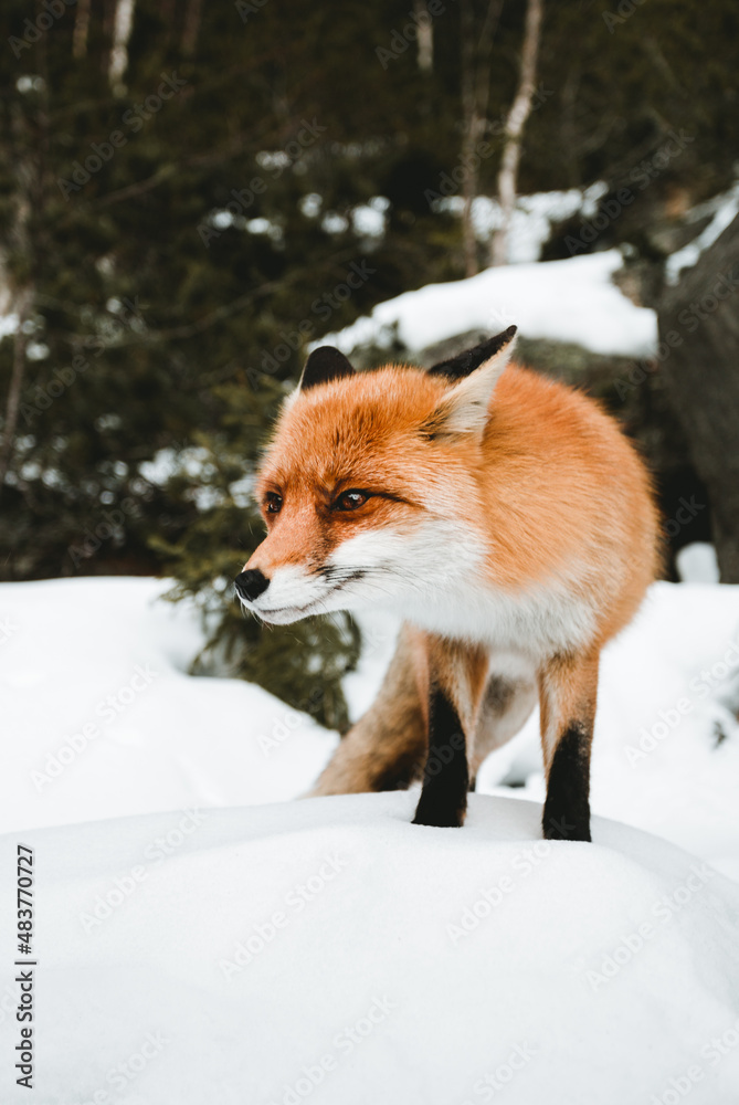 Portrait of beautiful furry fox in snow covered forest, looking and posing to camera. Cute orange fox standing on the hill - wildlife concept. Portrait of beautiful furry fox in snow covered forest, looking and posing to camera. Cute orange fox standing on the hill - wildlife concept.