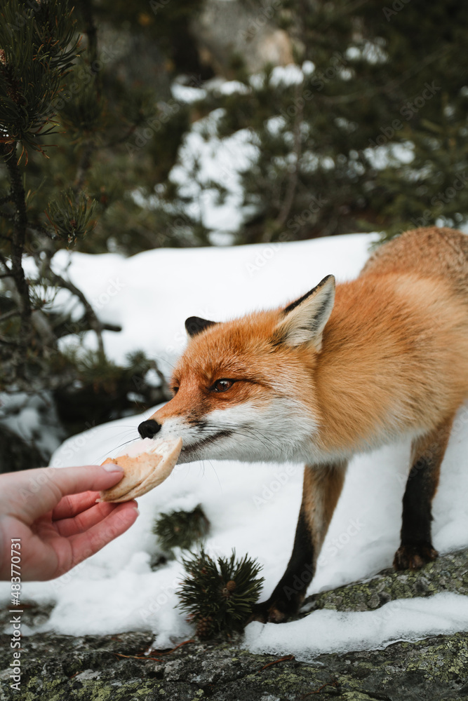 Obraz premium Woman tourist feeding beautiful furry fox in snow covered forest. Cute orange fox with branches of coniferous- wildlife concept.