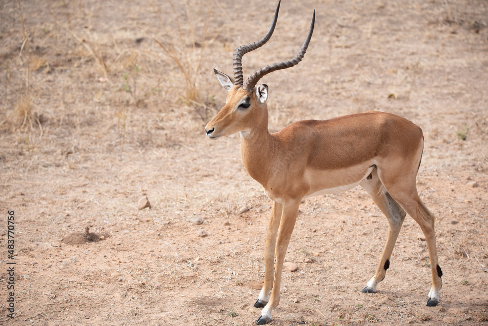 impala impala