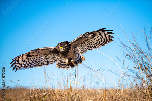 An owl swoops low to find some food. A flying owl.