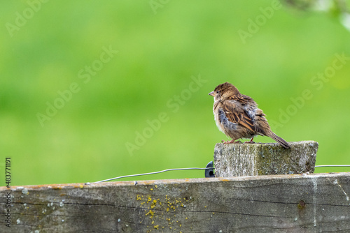 Spatz plustert sich auf  photo