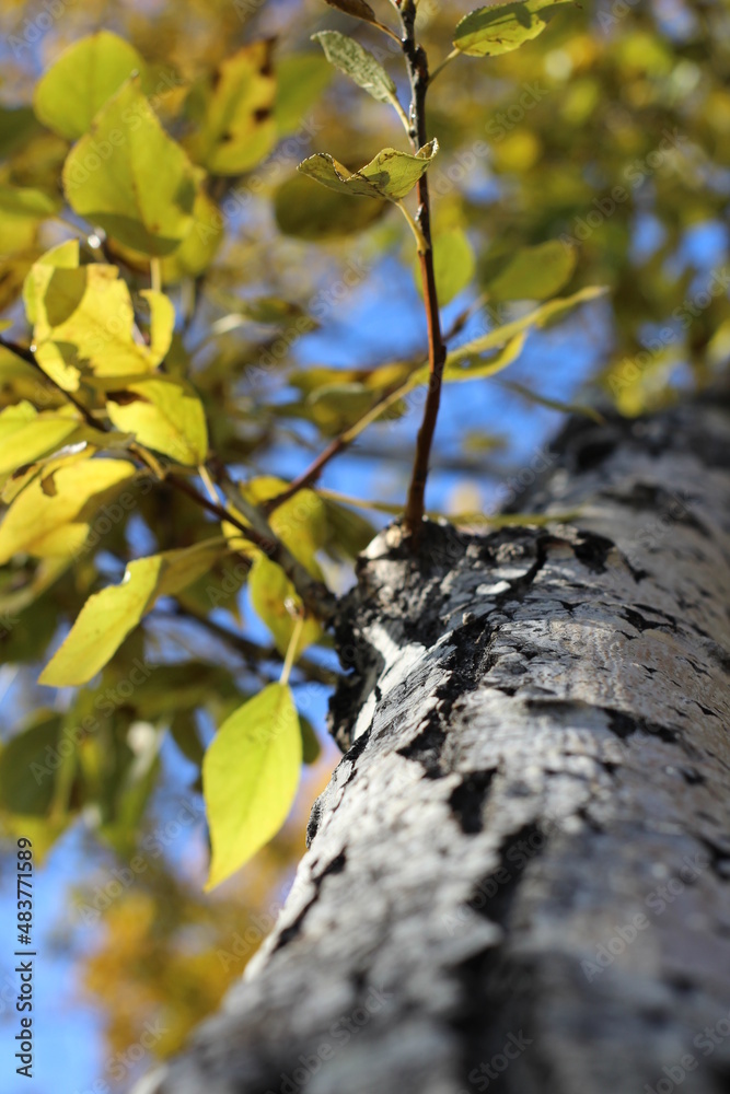 Fototapeta premium Poplar tree with autumn yellow leaves
