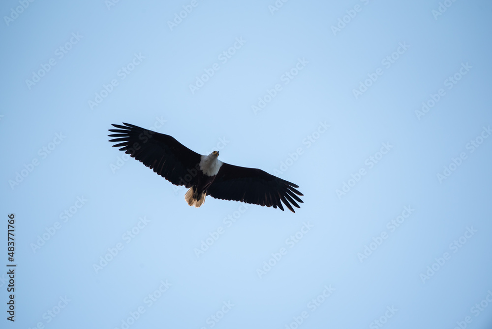 Naklejka premium Eagle