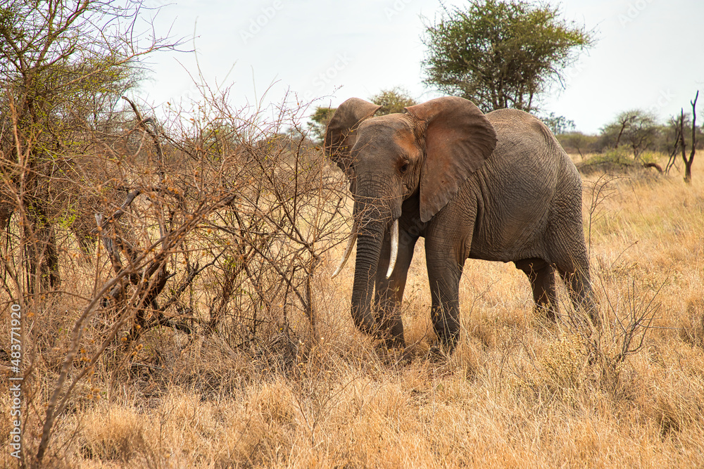 Fototapeta premium African elephant, Loxodonta africana, in front of a scrub in Meru National Park in Kenya.