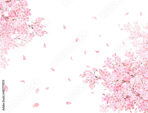美しく華やかな花びら舞い散る春の桜のアーチの白バックフレーム背景素材