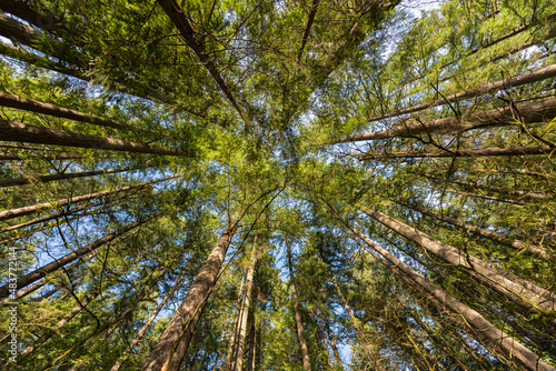 Low angle looking up at tall green trees of the Pacific Northwest forest