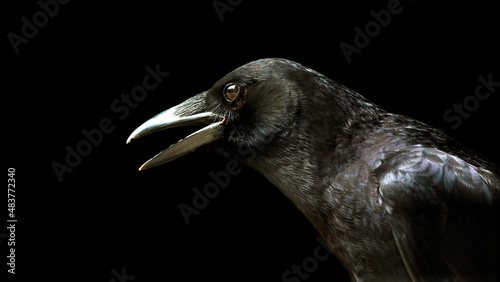 close-up portrait of a raven isolated on a black background
