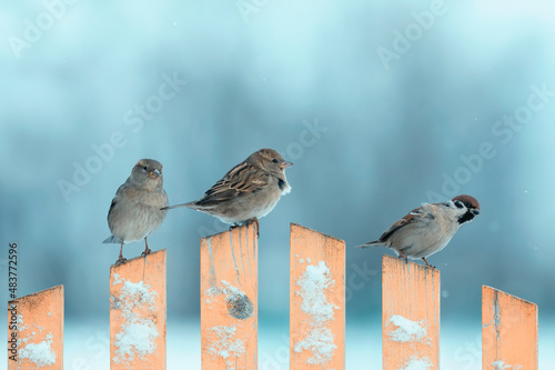 photo with three small funny birds sparrows sitting on a wooden fence in wint...