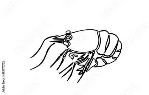 Graphical sketch of shrimp isolated on white ,vector illustration for coloring,seafood	