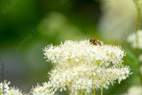 bee on white arrowwood viburnum, southern arrowwood flower photo