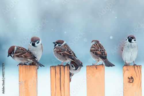 flock of small sparrow birds are sitting on a wooden fence in the village