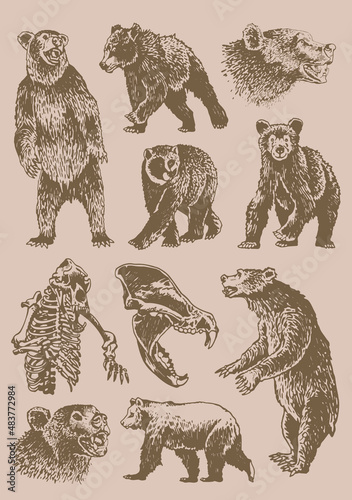 Graphical vintage set of bears ,sepia background, vector elements of grizzly bear 