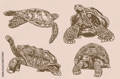 Graphical vintage set of turtles , sepia background, vector