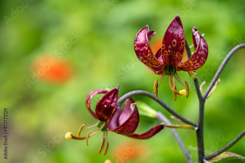 close up martagon lily red and orange flower