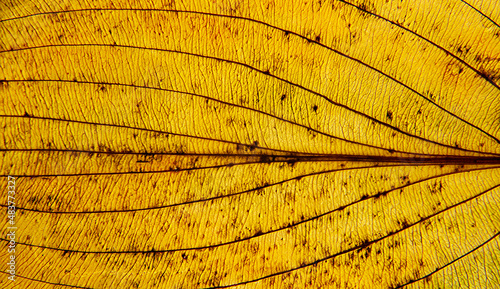 A photo of the anatomy of a late autumn leaf, paying attention to the arrangement of conductive bundles, commonly known as leaf nerves. The falling leaves of green plants come from Podlasie in Poland.