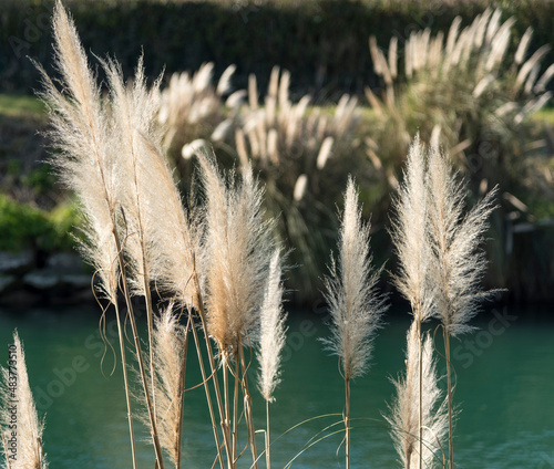 pampas grasses near river